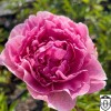 Paeonia lactiflora 'The Fawn' - Valgeõieline pojeng 'The Fawn' C7/7L